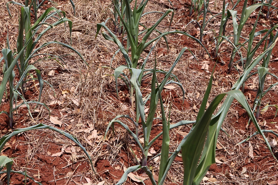 Mudança Climática: a agricultura não é a culpada
